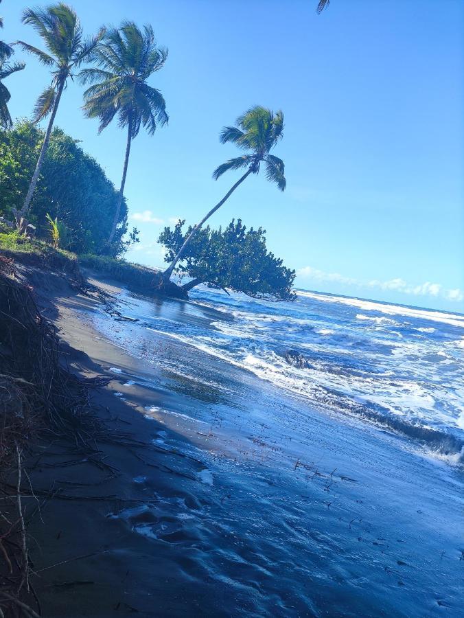 Cabanas Daneysha Tortuguero Eksteriør bilde